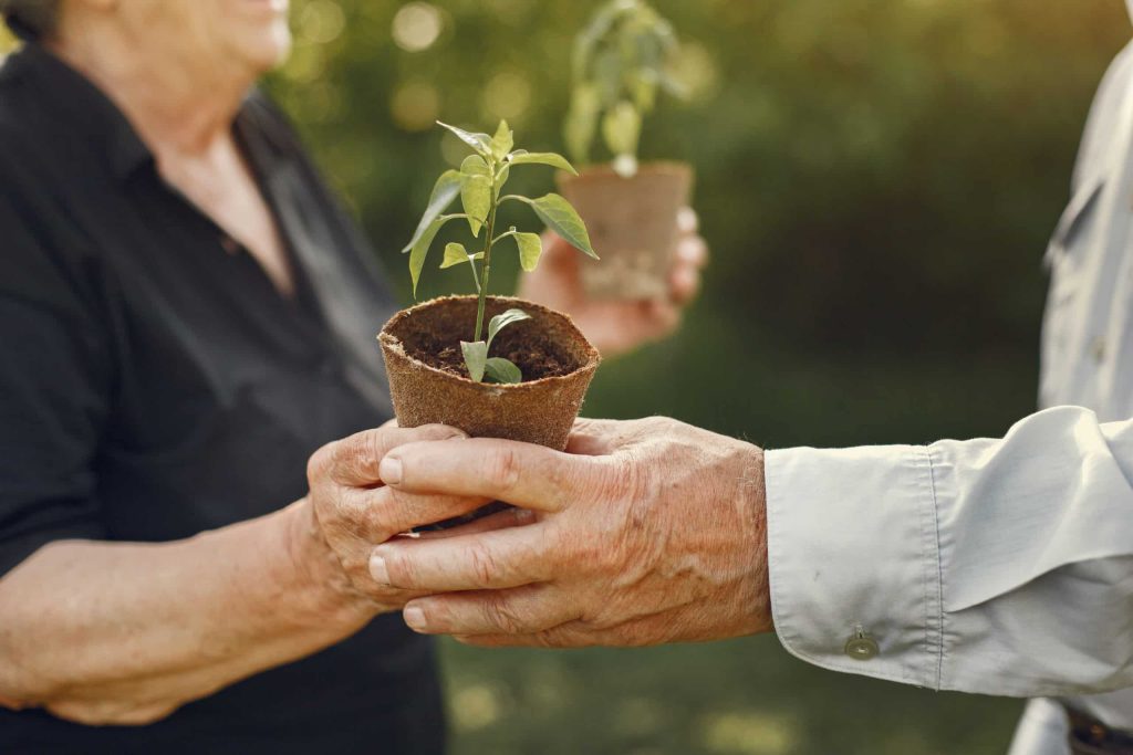 Idosos fazendo jardinagem. Homem velho pegando uma muda de planta com uma mulher velha.